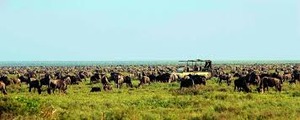 migratory herds of wildebeest 